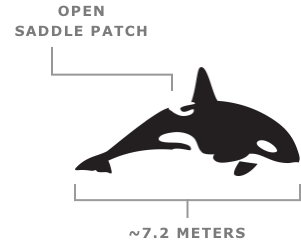 Resident Orca Appearance