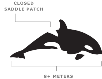 Transient Orca Appearance
