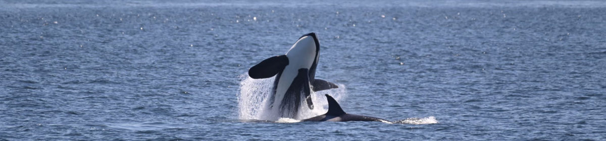 Transient_Orca_Breach_Salish_Sea