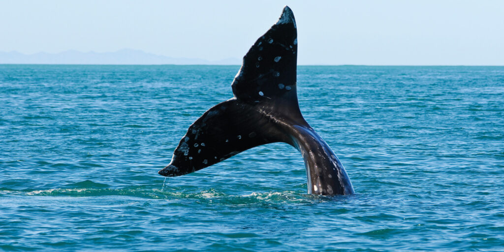 Seattle Wildlife & Gray Whale Watching Tour