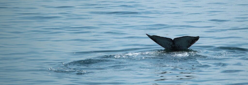 Seattle Wildlife & Gray Whale Watching Tour