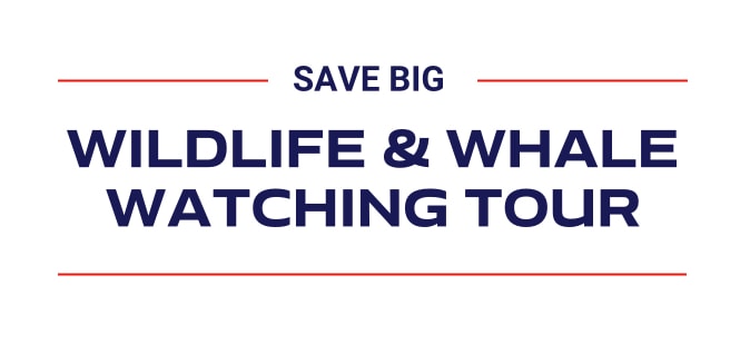Save Big on Wildlife and Whale Watching Tours