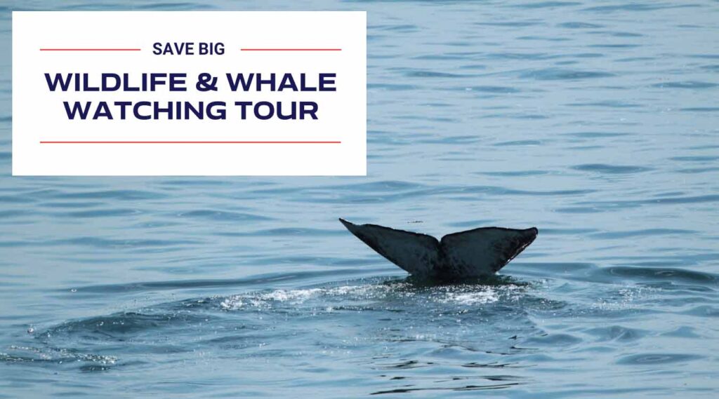 Save Big on Wildlife and Gray Whale Watching Tours