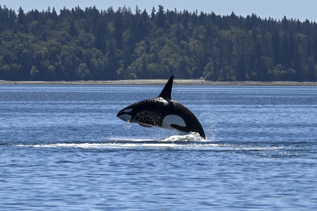 Photo of an Orca Breaching