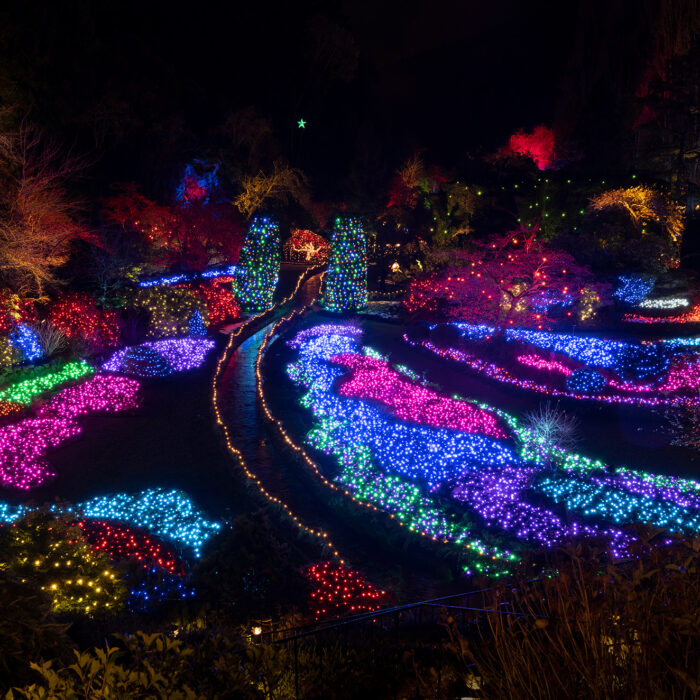 Butchart Gardens Christmas Lights Tour