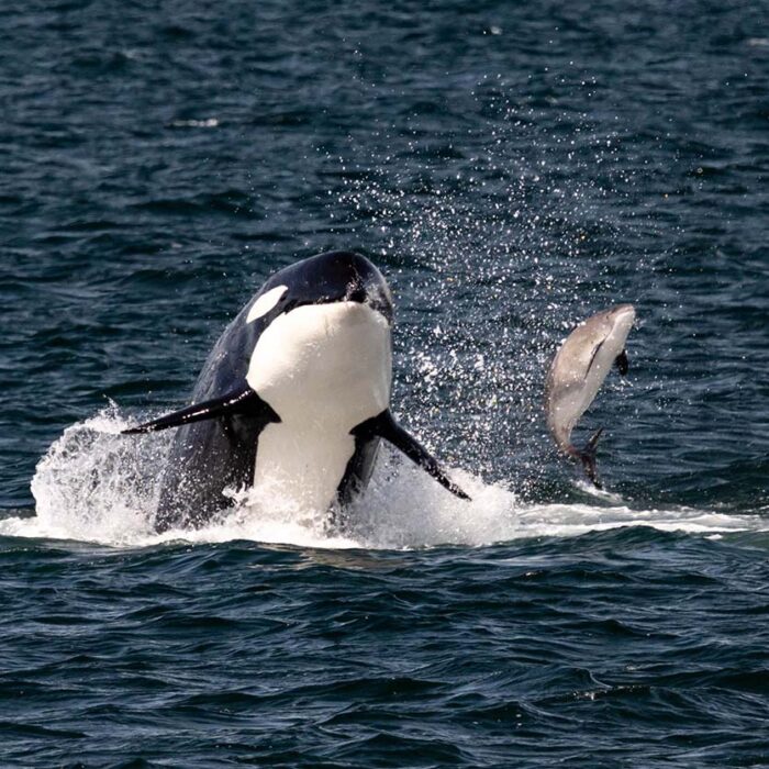 Give The Gift of Whale Watching