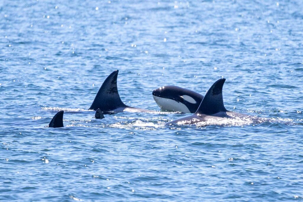 Funnest Summer Ever: Save 40% on Two Whale Watching Tickets with Your Seattle – Victoria Round Trip