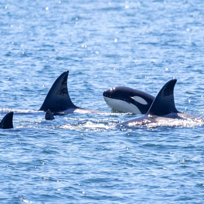 Funnest Summer Ever: Save 40% on Two Whale Watching Tickets with Your Seattle – Victoria Round Trip