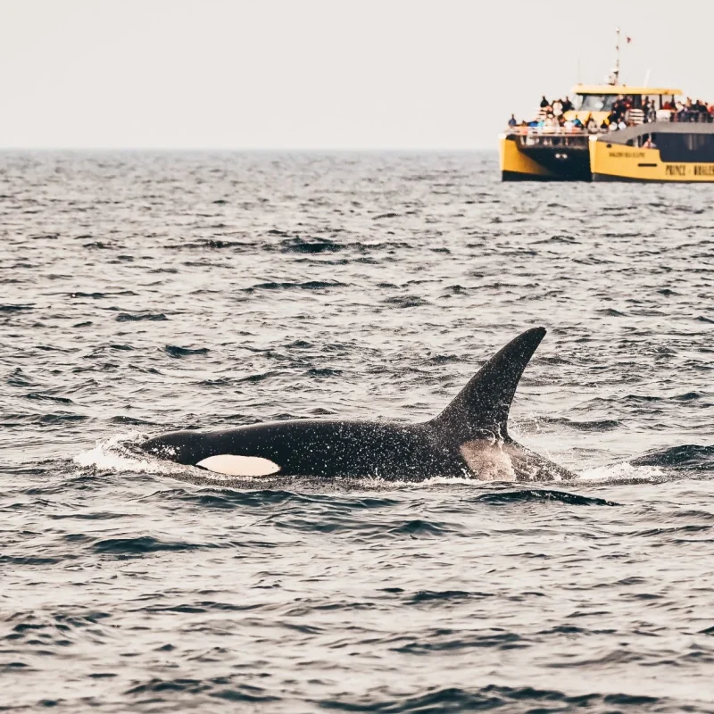 Prince of Whales Whale Watching
